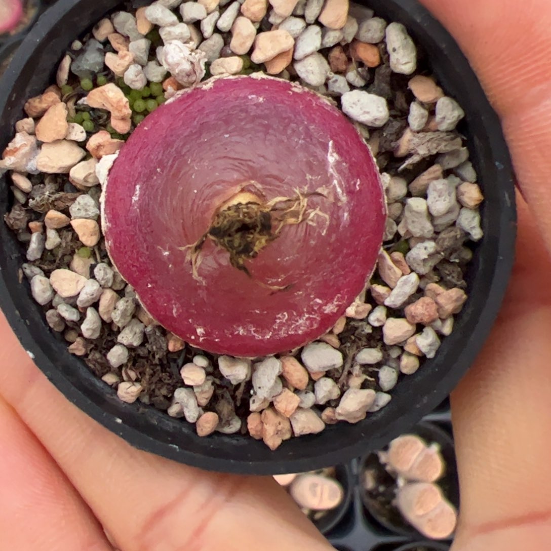 灯泡 多肉植物多肉植物