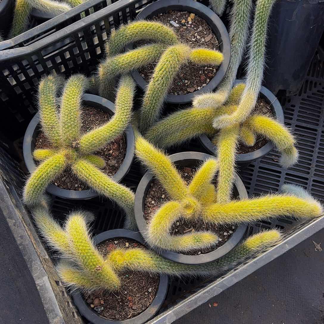 九尾狐四头起发多肉