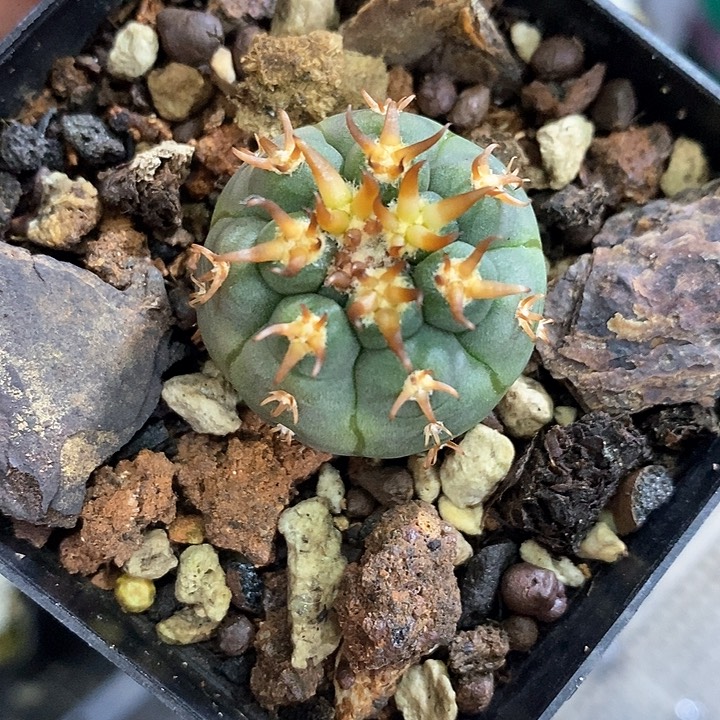 等***F孤品实生优选粗刺猫爪2.8cm