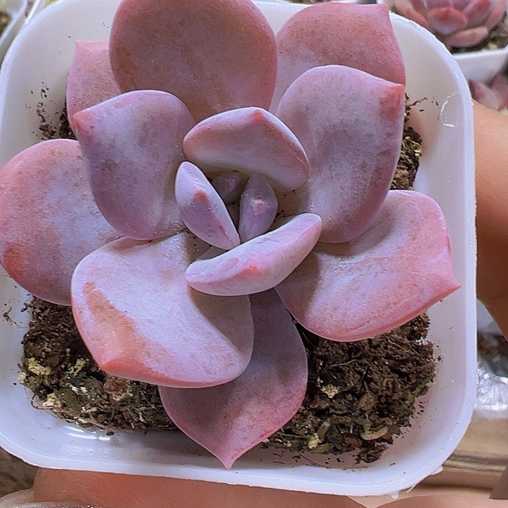 红茶19包邮多肉植物