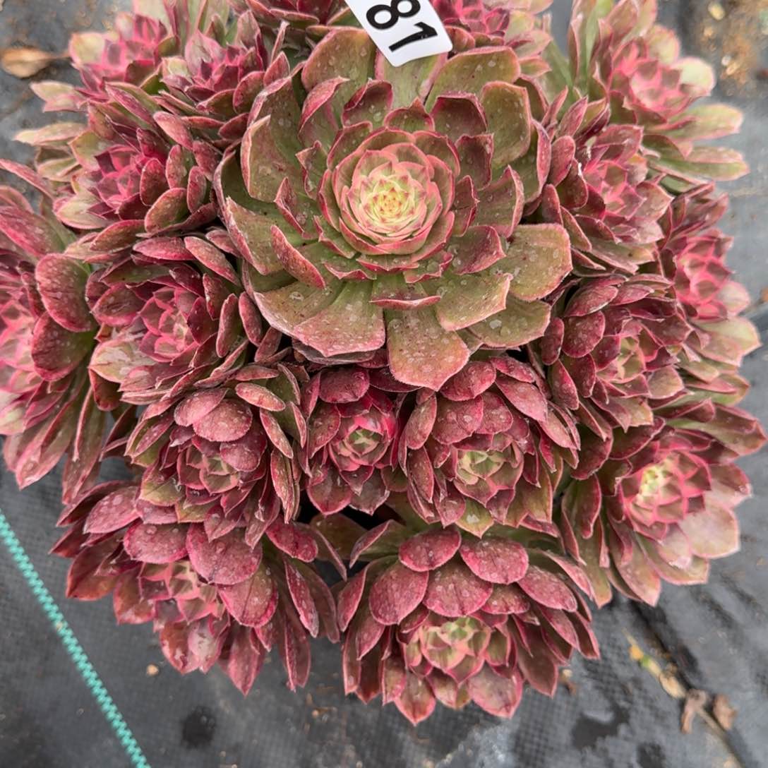 781莲花多肉植物