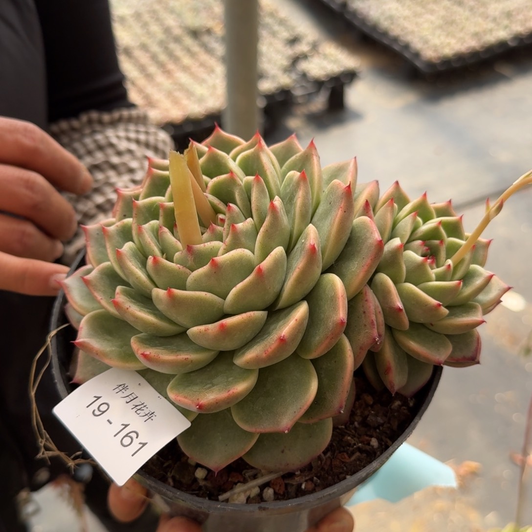 多肉杂交一物一拍19-161