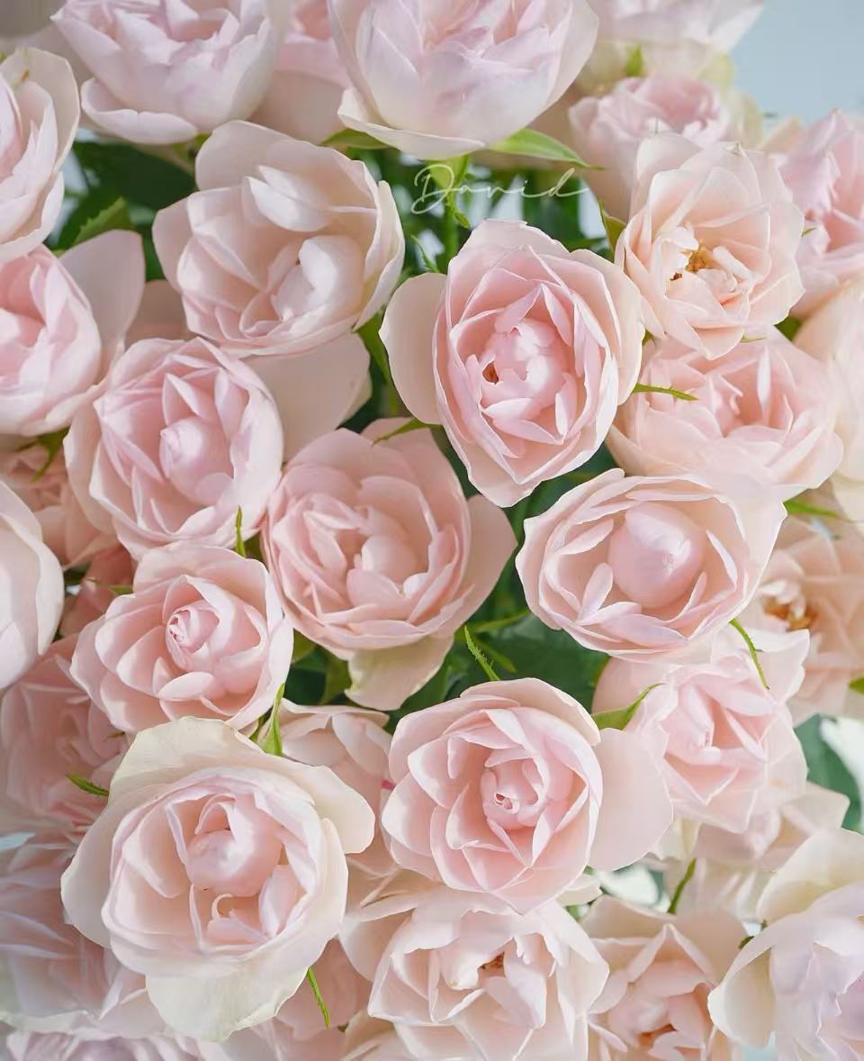 【莲花】多头玫瑰云南基地直发