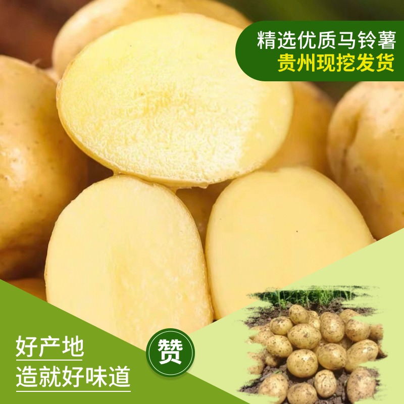 【福利款】贵州黔东南黄皮黄心土豆应季洋芋新鲜马铃薯带箱9-10斤