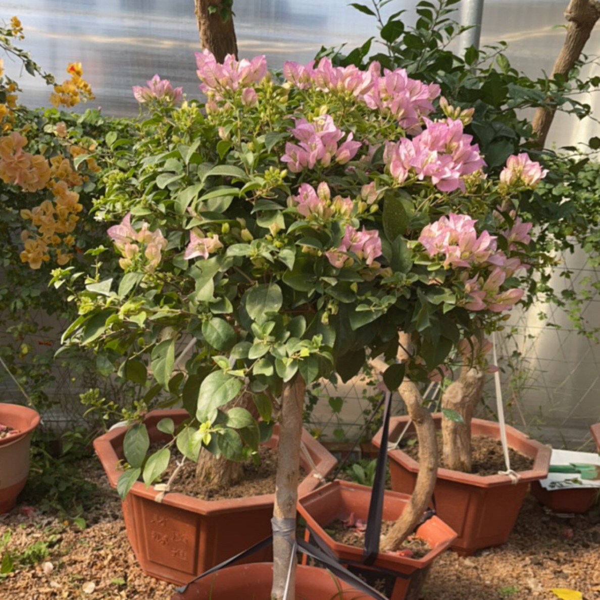 三角梅勤花四季开花耐寒耐热好养易活室内外庭院绿植