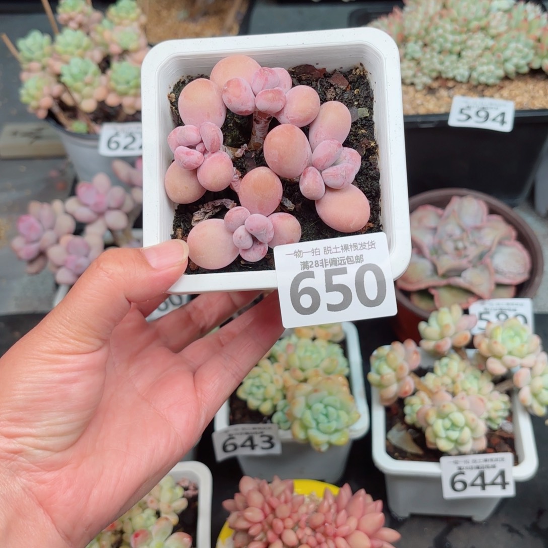 桃蛋多肉多肉多肉