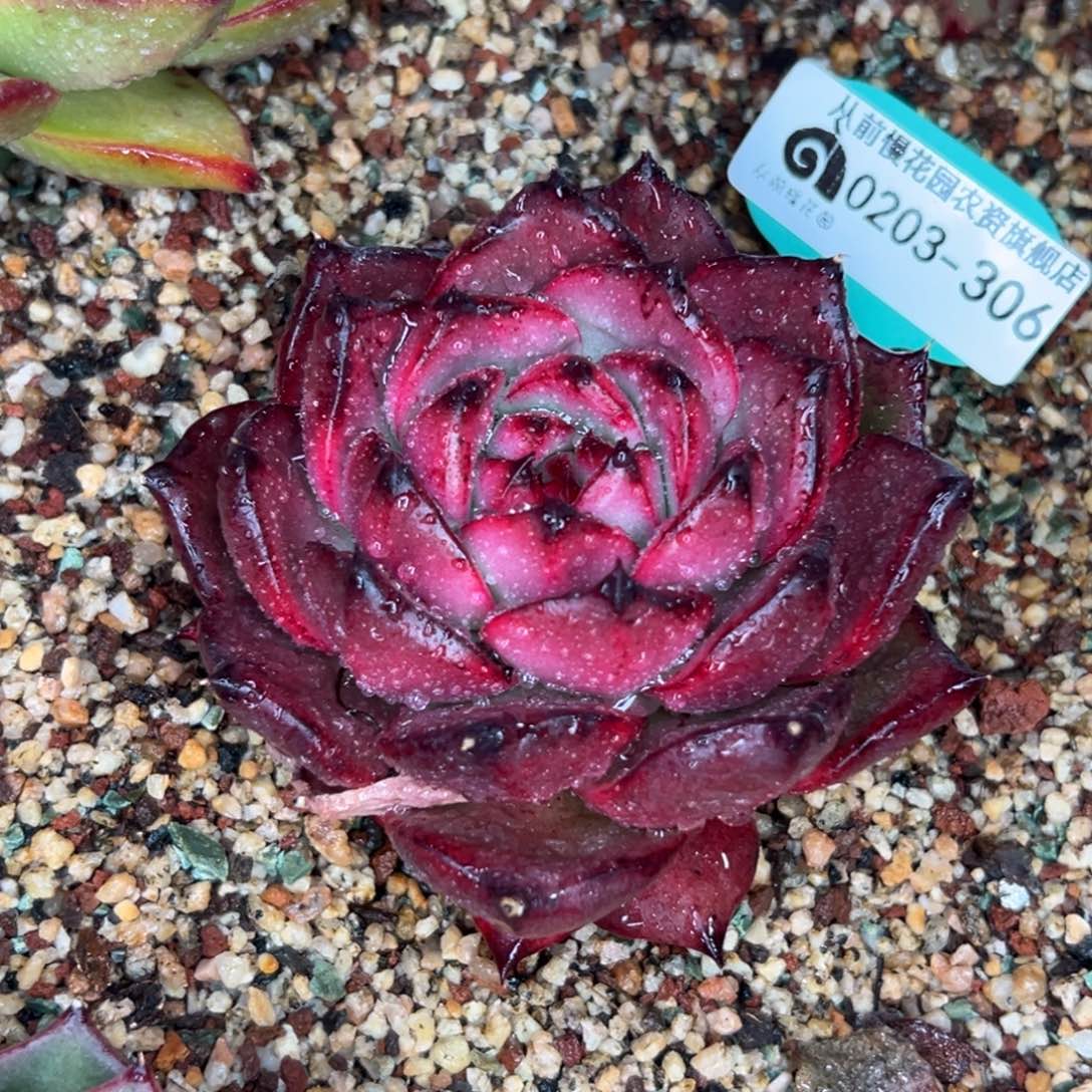 多肉一物一拍0203-306