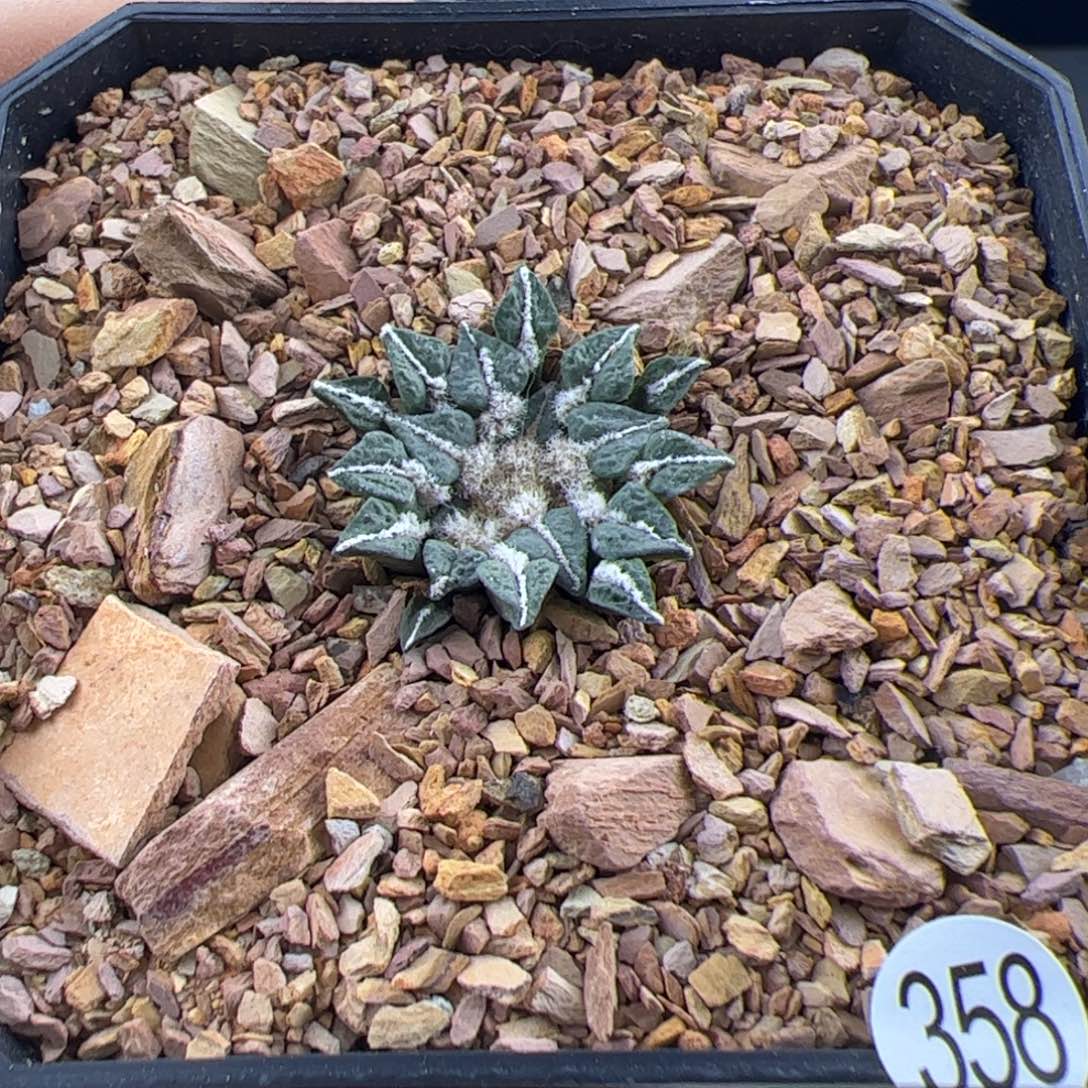 姬牡丹实生一物一拍358