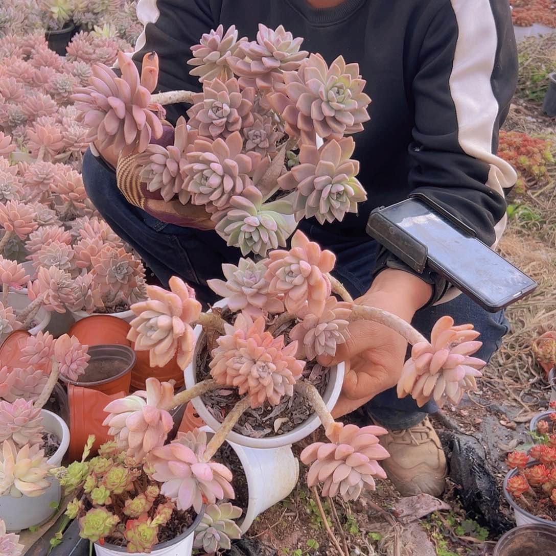 淡雪老桩2棵发货