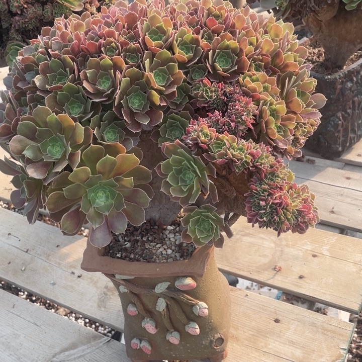 多肉的鱼也可以在里面撒尿