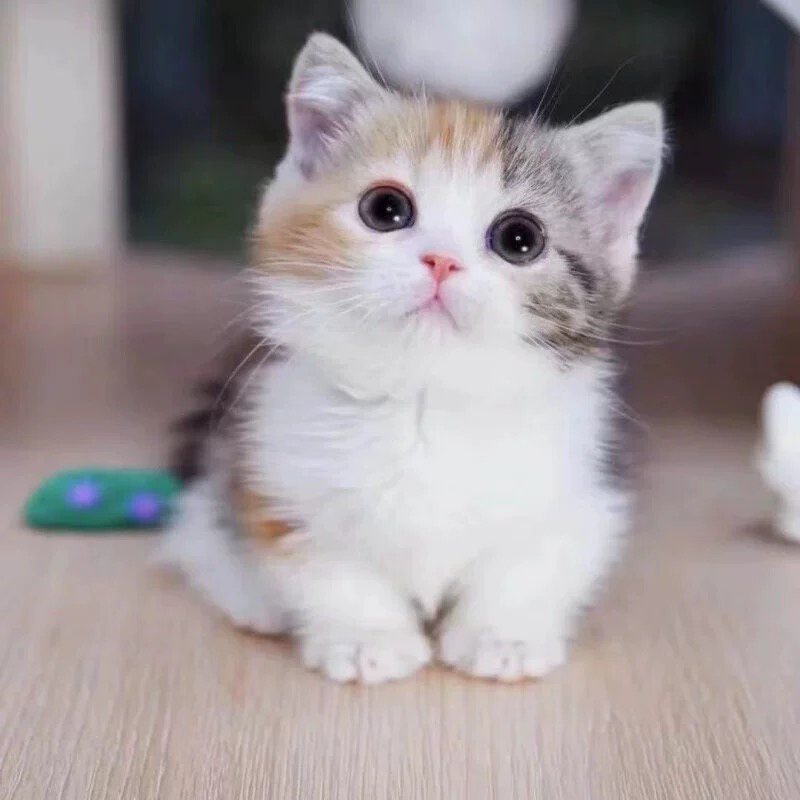 中华田园猫三花幼崽狸花猫纯黑猫白猫奶牛猫小橘猫可爱蓝猫捕鼠猫