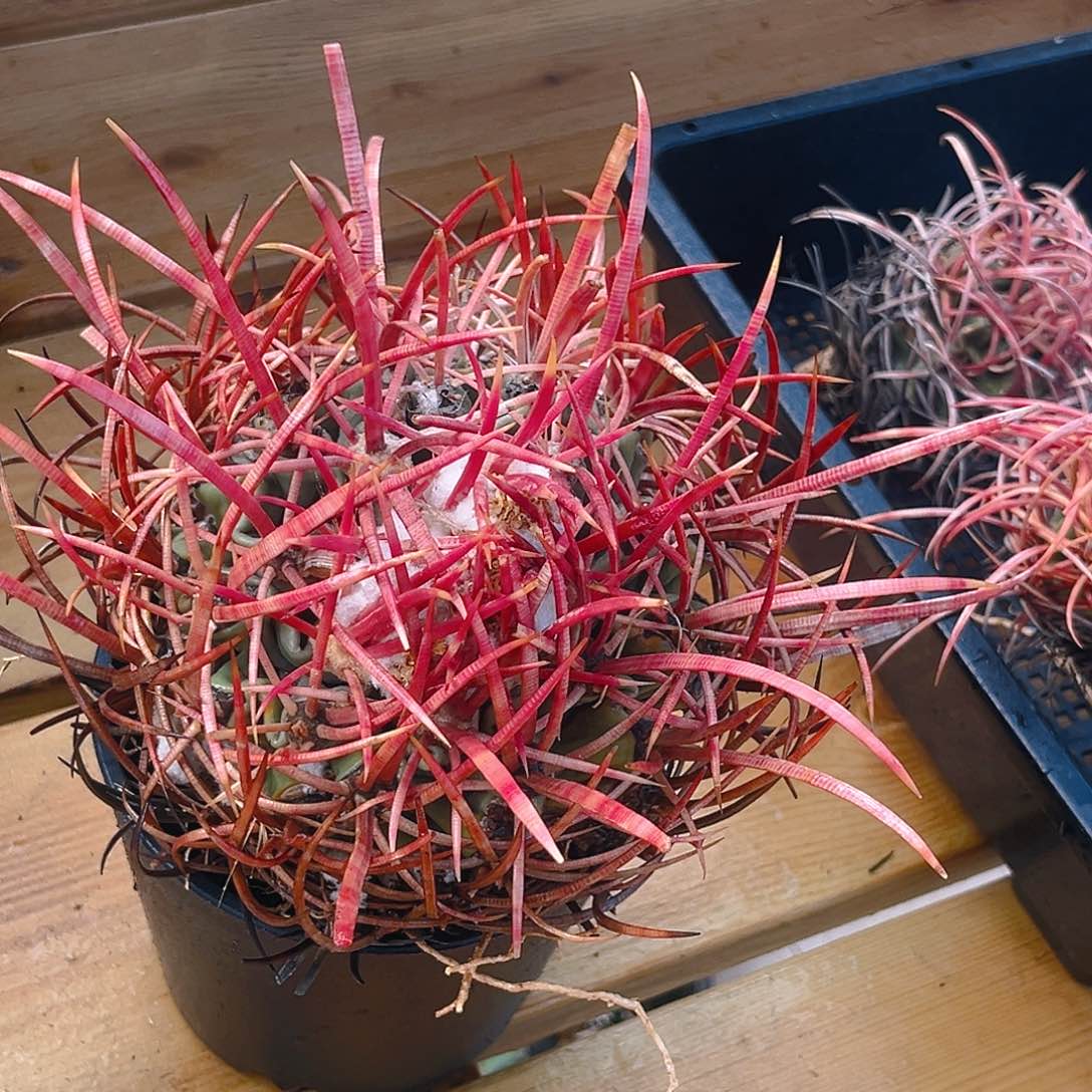 潮流植物大龙冠宽刺帅