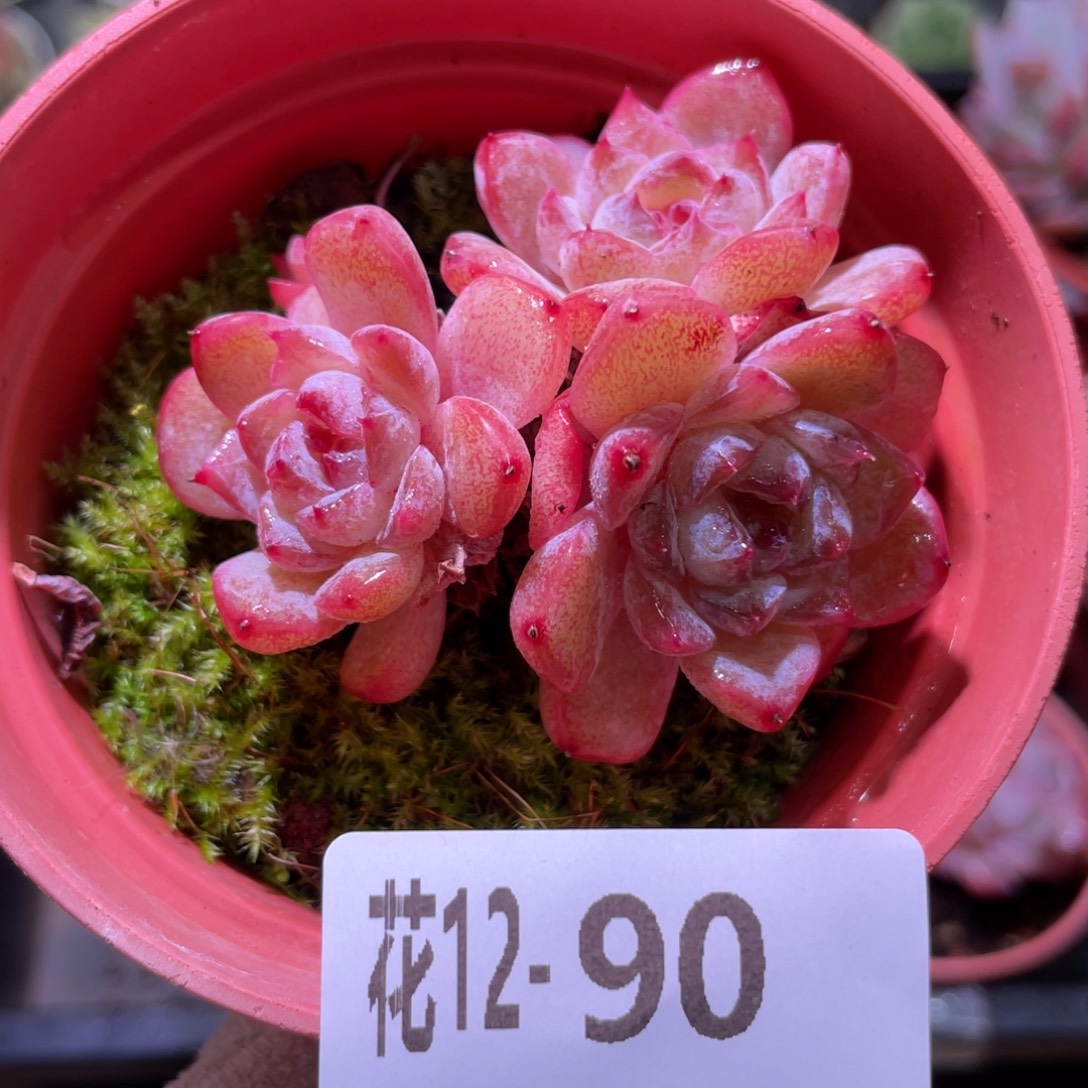 花利美12-90新品群