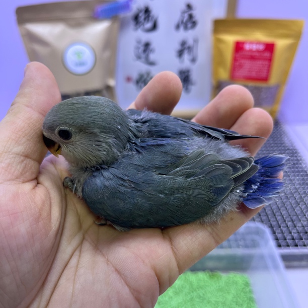 普通紫罗兰公L35272-桃面鹦鹉