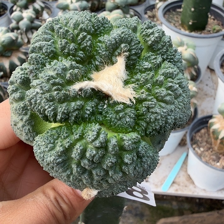 无花朵648大尤厚尤哥斯拉