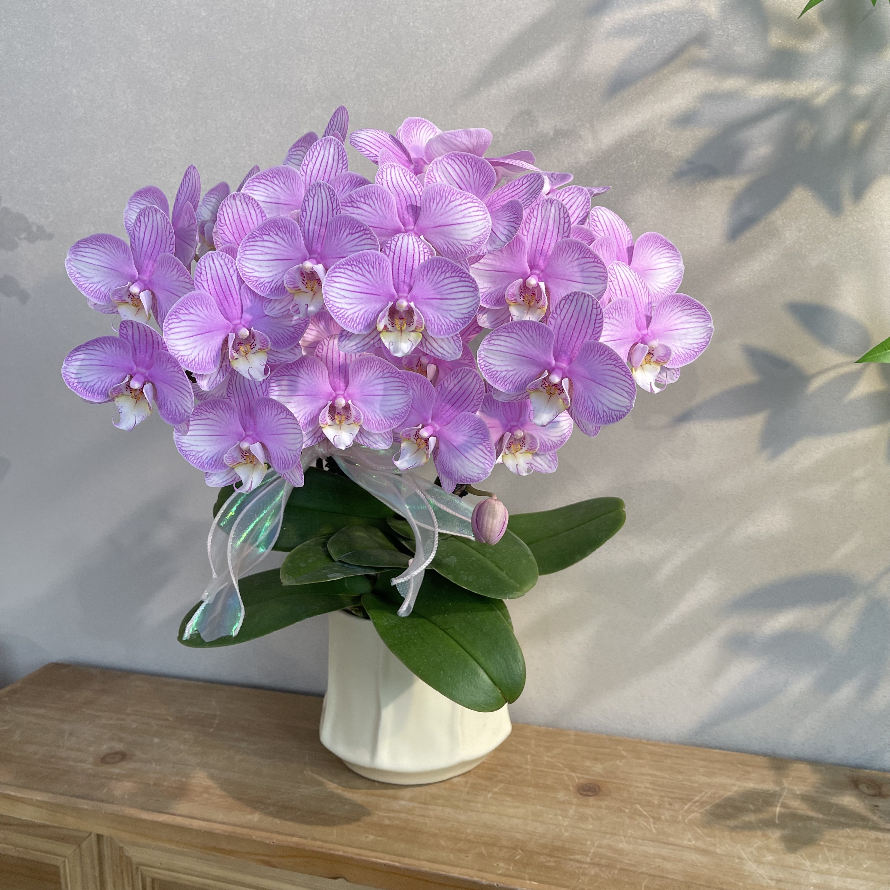 蝴蝶兰《情愫》25年小众新品 苗情好花期长好养耐养  基地直发