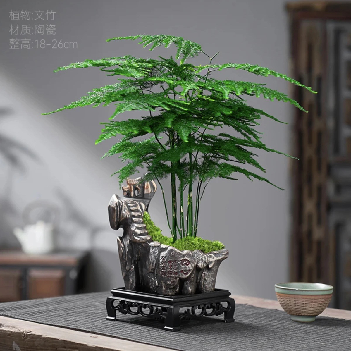 【初心盆】文竹室内茶桌办公桌意境盆景盆栽植物