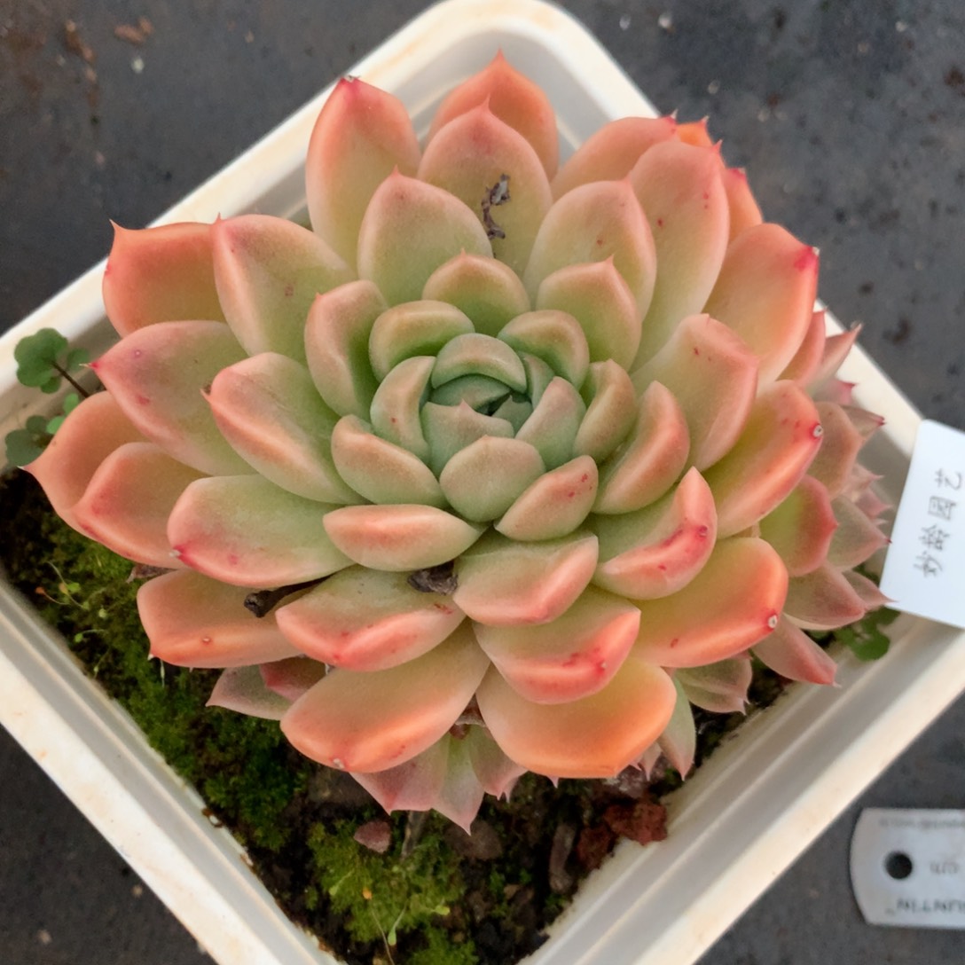 1235杂交精品基地 10厘米