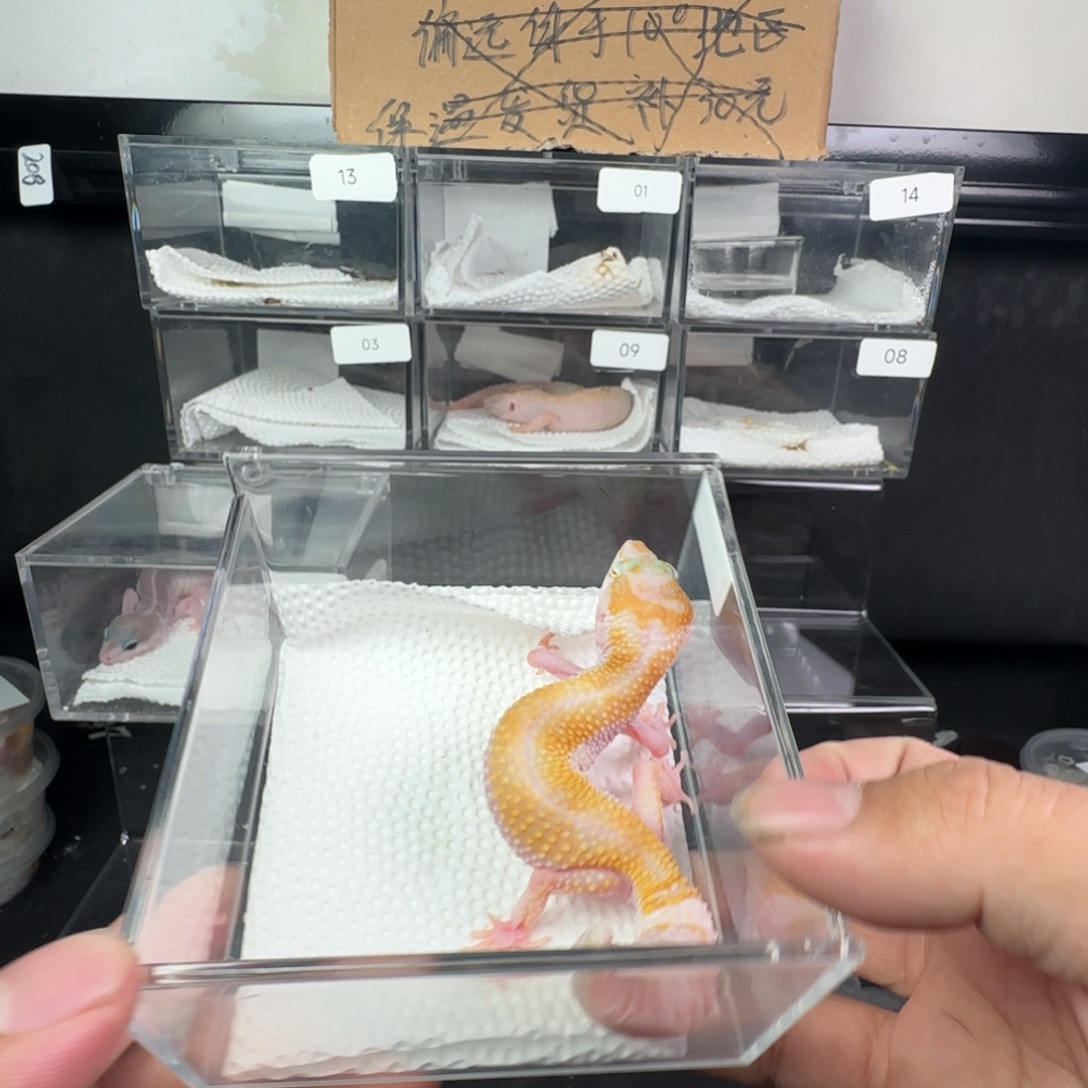 豹纹守宫白黄暴龙妹妹