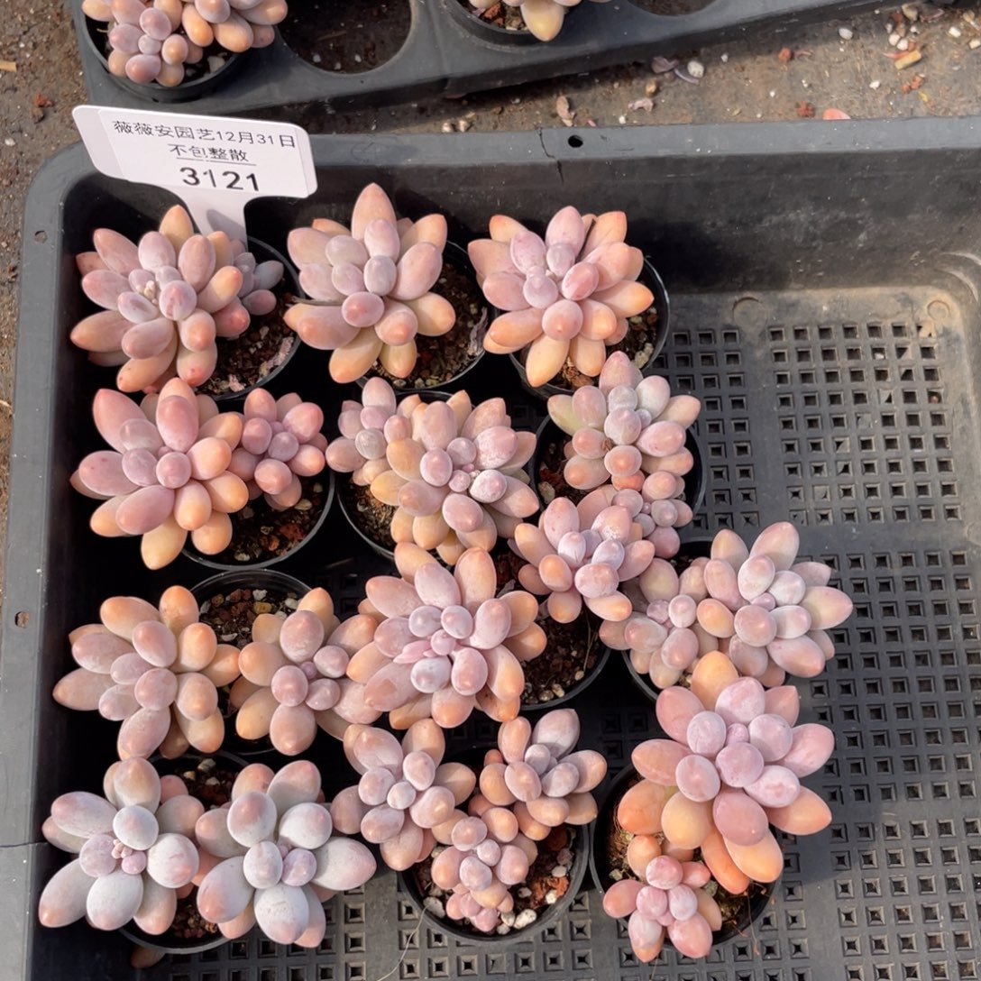 不包整散 盆子不售后3121