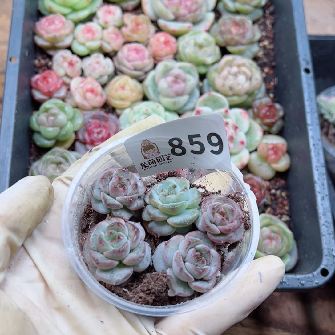 多肉植物多肉植物