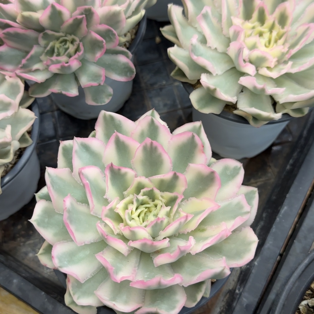 多肉植物一物一拍