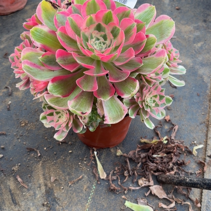 瑞妈，，。。。。342。布，