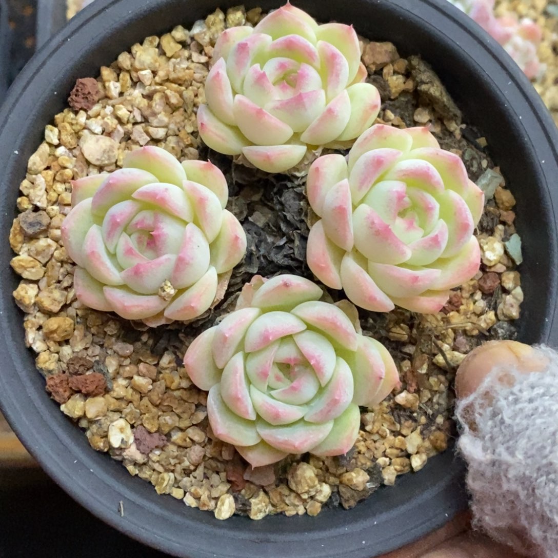 精品多肉一物一拍不包整180