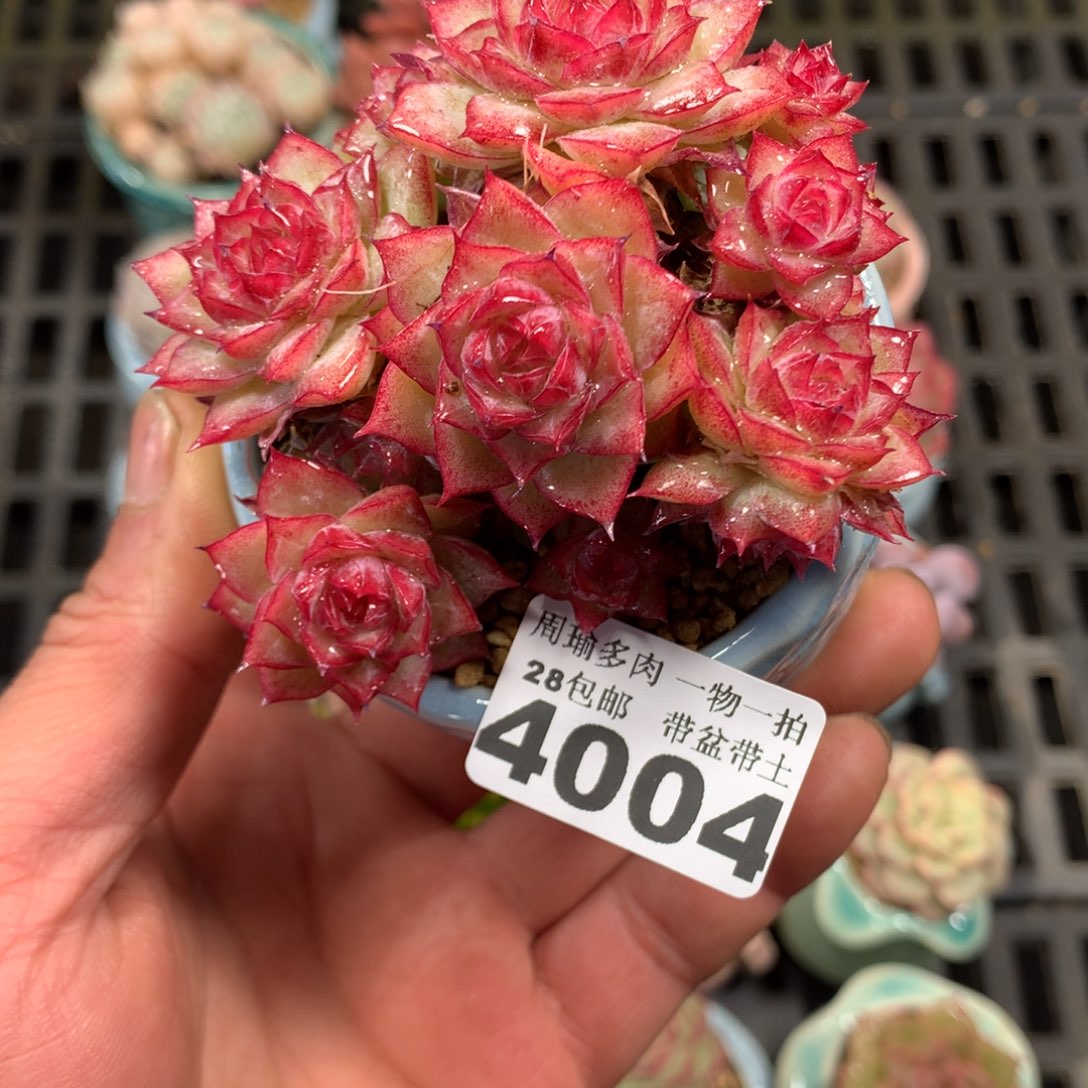 精控多肉植物4004