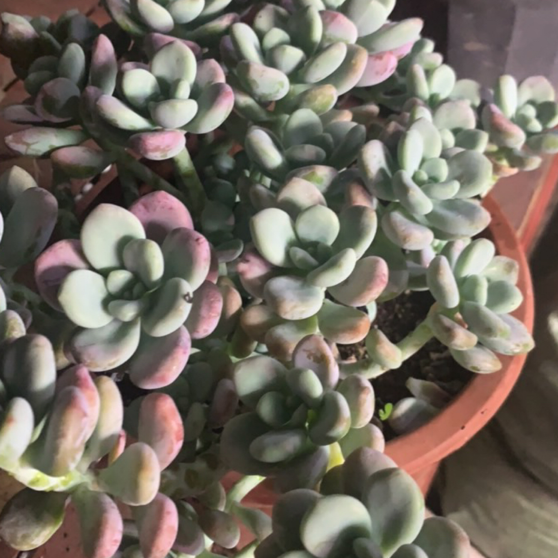 好种好养的洛神多肉植物云南发货精品