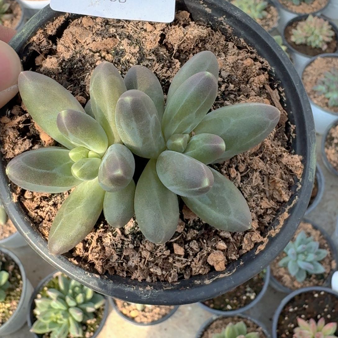 108 美人杂交一物一拍