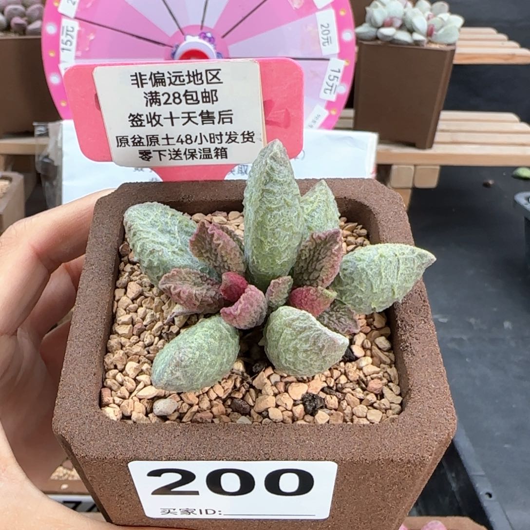 200大鱼海棠多肉