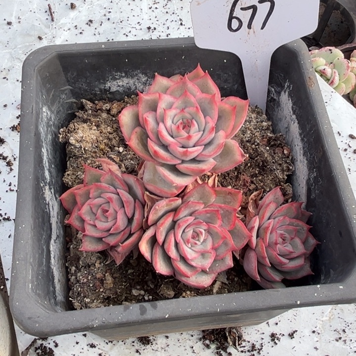 677 0000000000000000