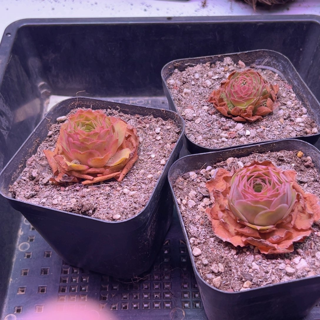 红毛十方盆三颗福利