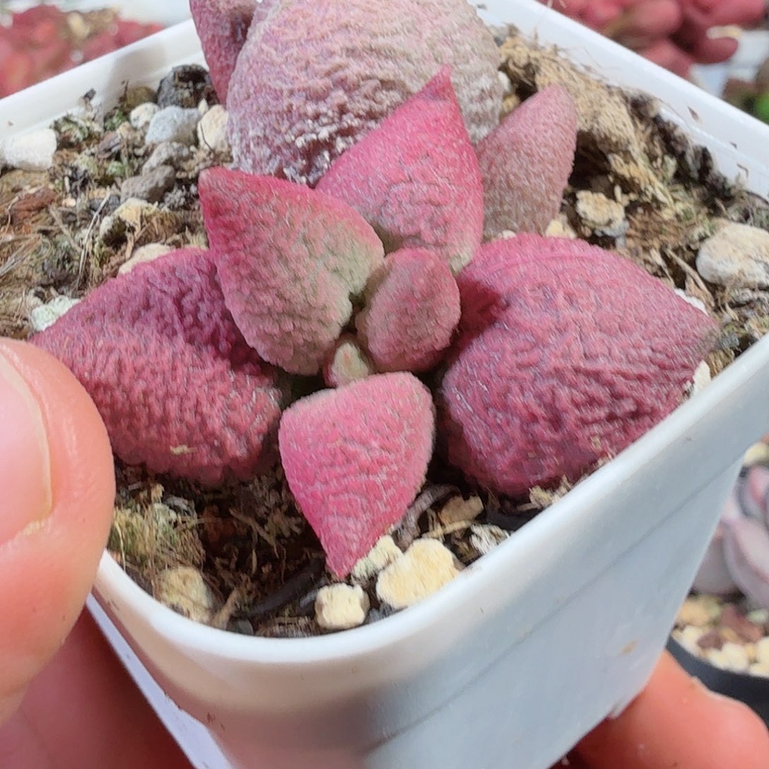 粉核桃