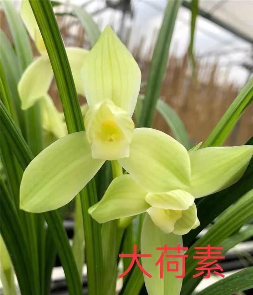 直播间兰花一物一拍专用链接，私拍不发货