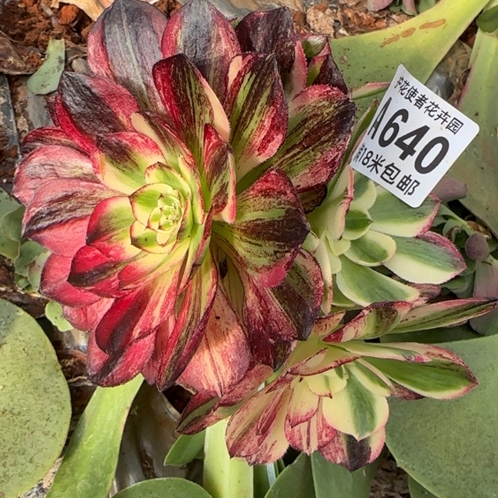 多肉法师伯爵朵朵