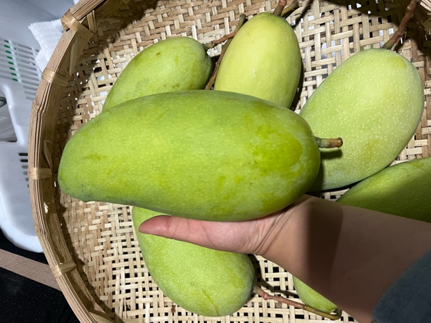 云南高原山货～金煌芒～卤蛋甄选
