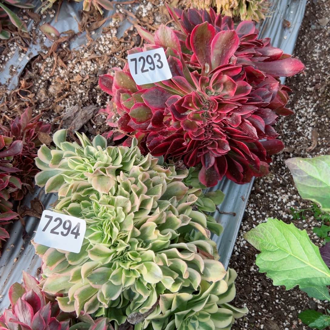 我7294号7293 号两个多肉法师新年特价