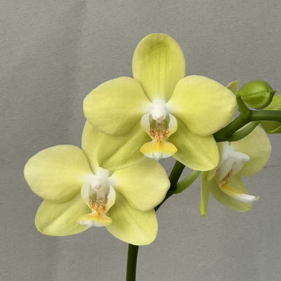 （薄荷糖）蝴蝶兰 花期长 拍3颗以上配盆