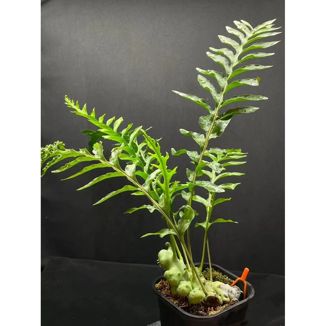 显脉蚁蕨鹿角蕨孢子苗8cm盆苗