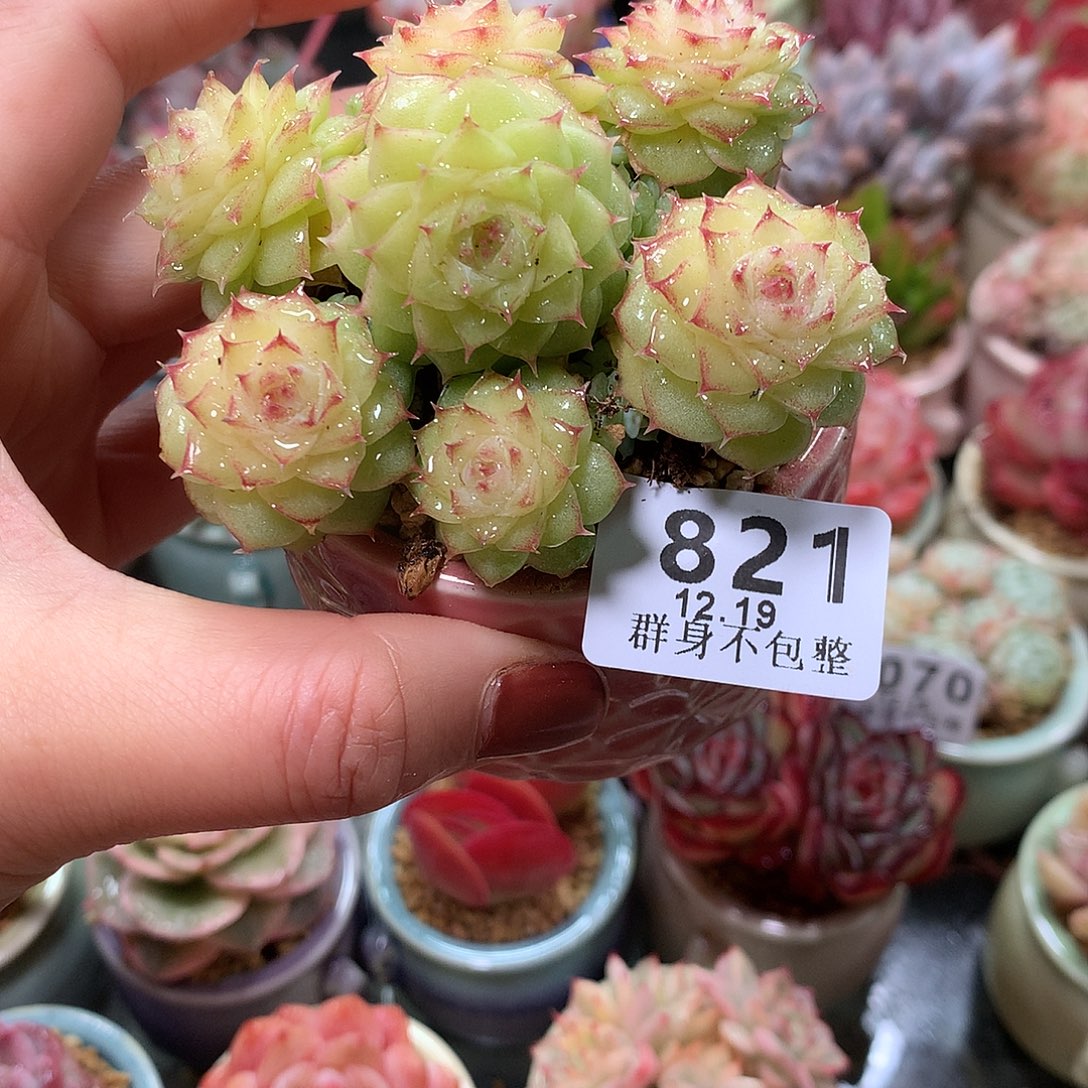 精控拇指盆1219821