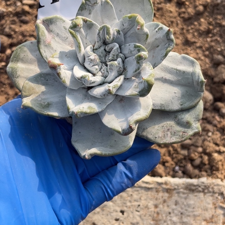 用***7434号普芙雾冷塔杂拇指多肉