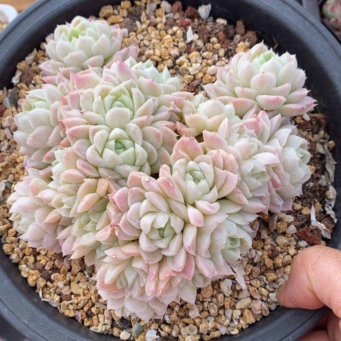 精品多肉一物一拍不包整11