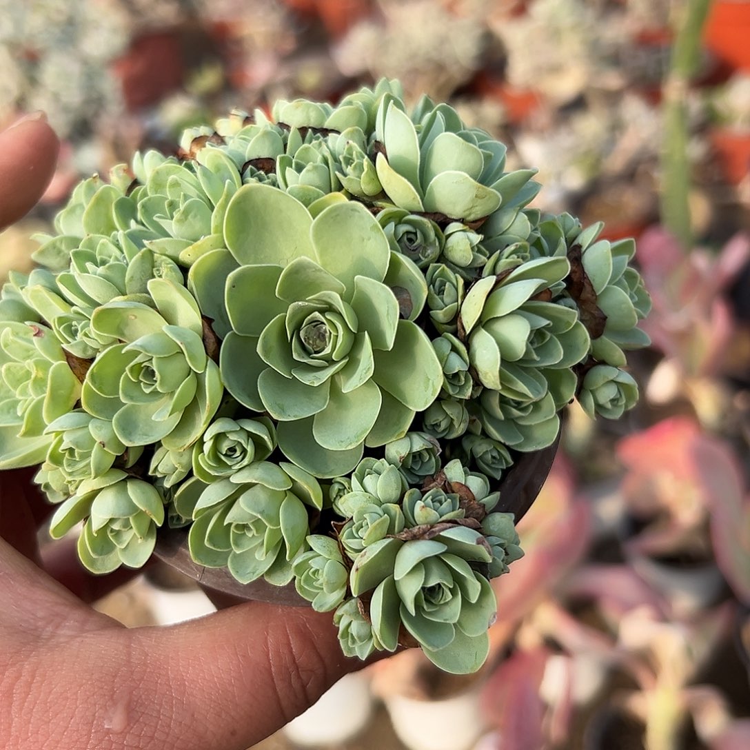 多肉植物多肉植物