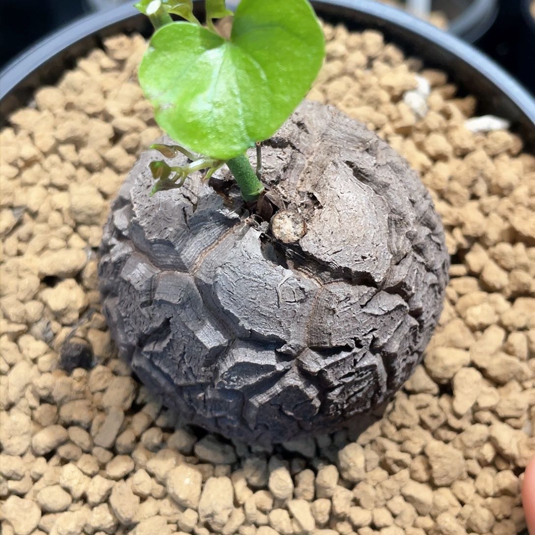 842龟甲龙6.5公分