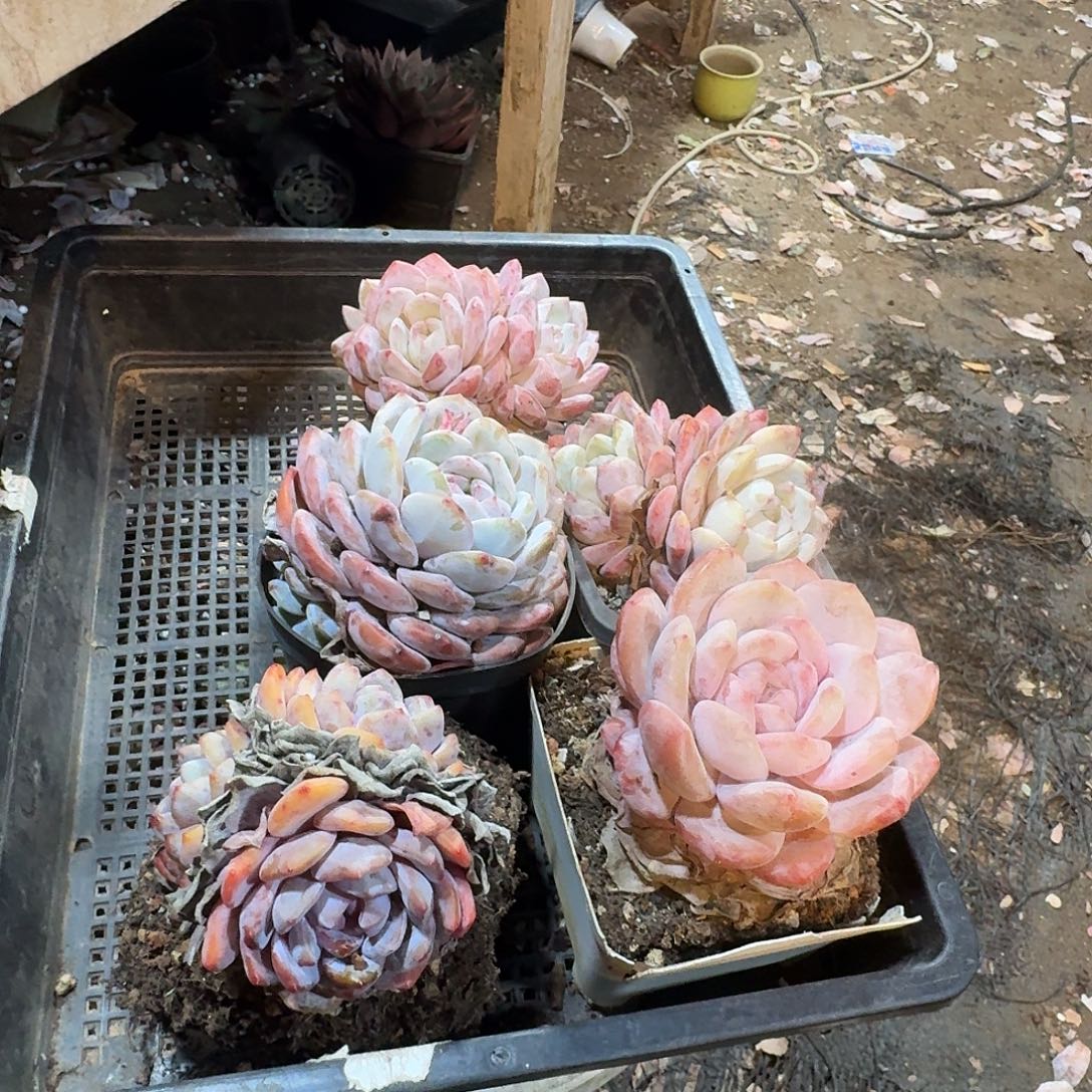 匆***～5颗橙子123456789