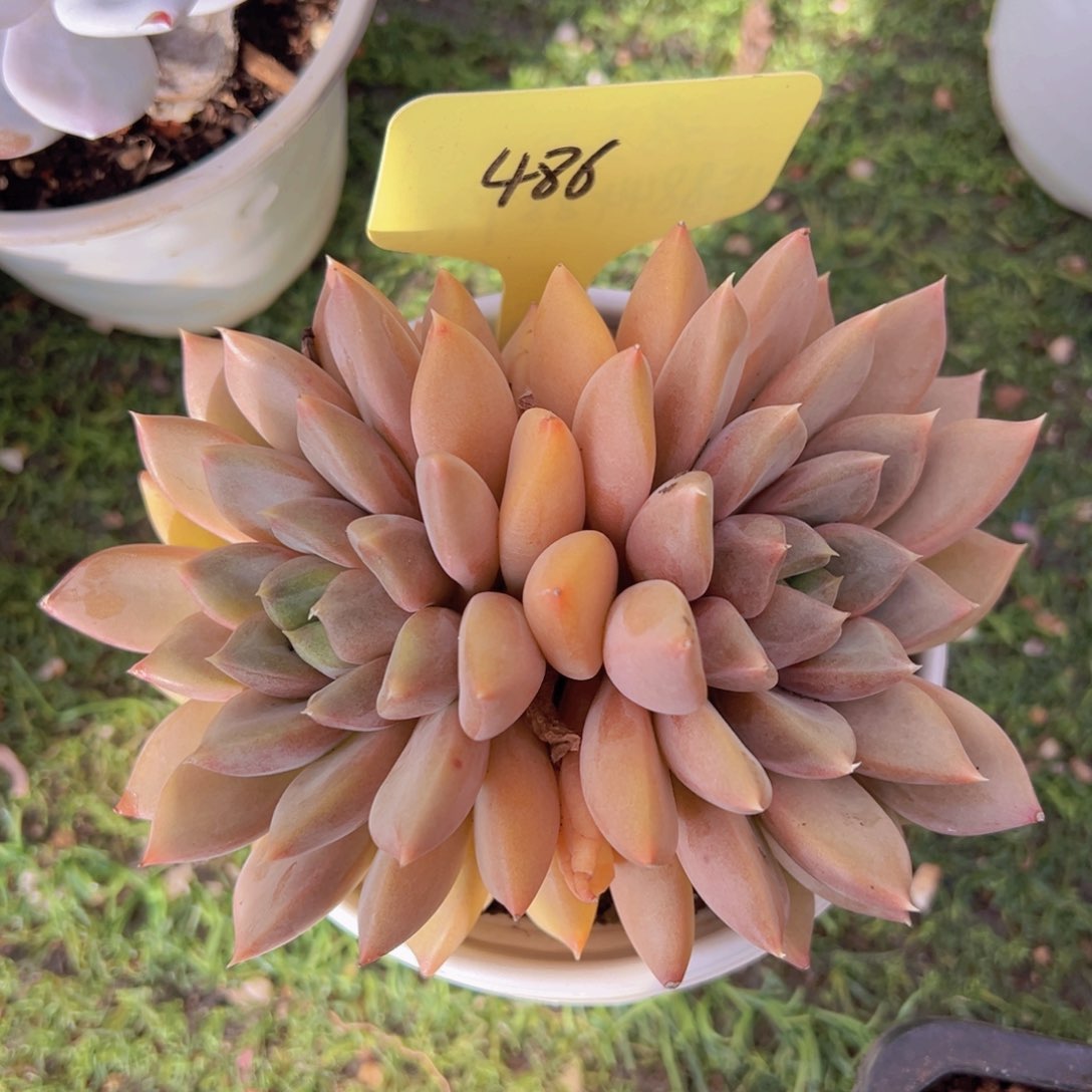 香玉的故事是一个人的