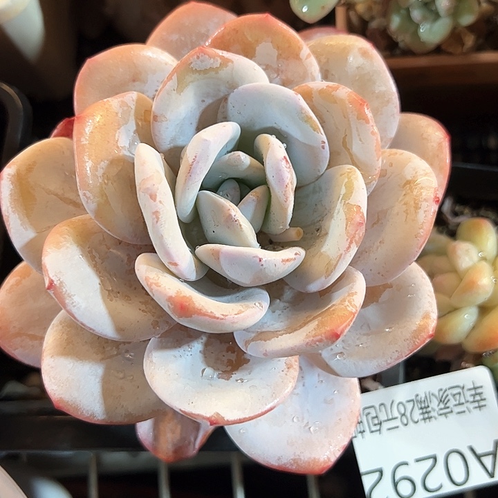 幸运的是我在这里看