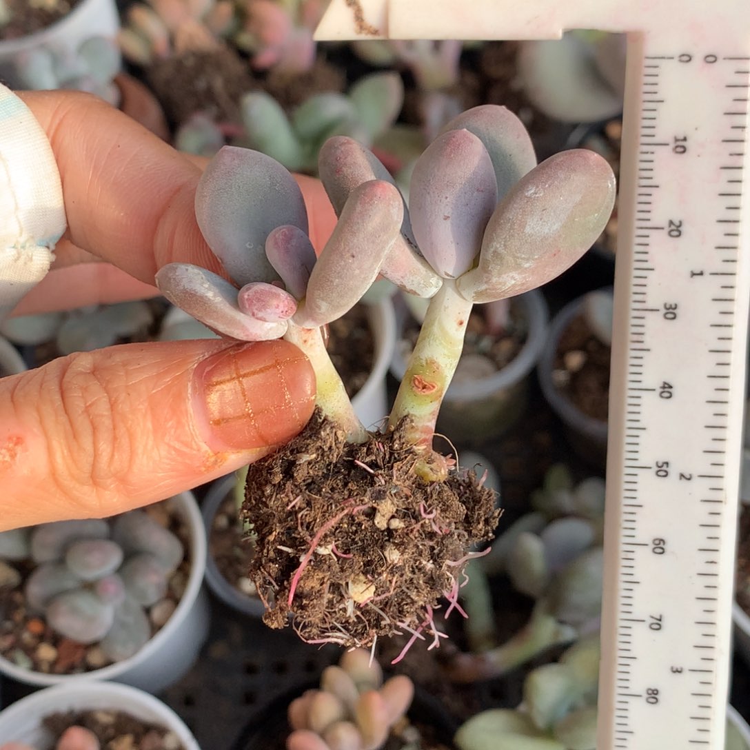 彩虹。不满28发叶片一片，到付